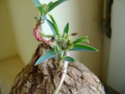 Euphorbia trichadenia