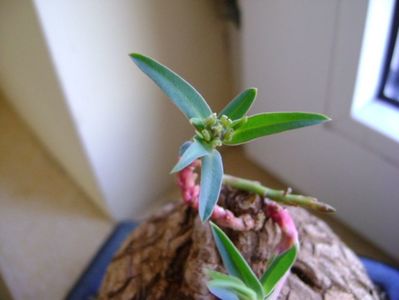 Euphorbia trichadenia