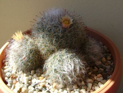 Mammillaria bocasana