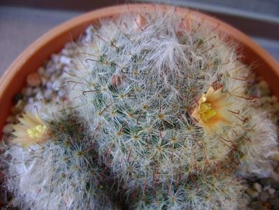 Mammillaria bocasana