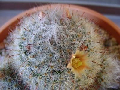 Mammillaria bocasana