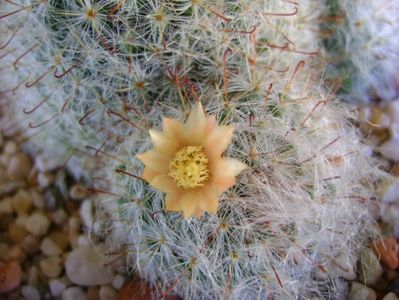 Mammillaria bocasana