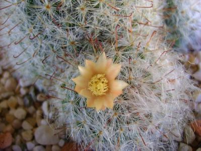 Mammillaria bocasana