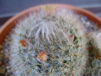 Mammillaria bocasana