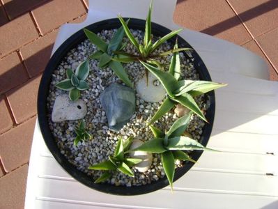 Grup de 7 agave; Agave applanata cv. Cream Spike
Agave victoria reginae
Agave sp.
Agave sp.
Agave sp.
Agave sp.
Agave utahensis
