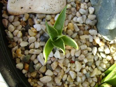 Agave utahensis; Agave applanata cv. Cream Spike
Agave victoria reginae
Agave sp.
Agave sp.
Agave sp.
Agave sp.
Agave utahensis
