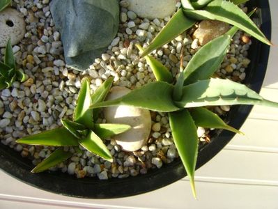 Grup de 7 agave; Agave applanata cv. Cream Spike
Agave victoria reginae
Agave sp.
Agave sp.
Agave sp.
Agave sp.
Agave utahensis
