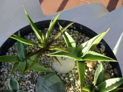 Grup de 7 agave; Agave applanata cv. Cream Spike
Agave victoria reginae
Agave sp.
Agave sp.
Agave sp.
Agave sp.
Agave utahensis
