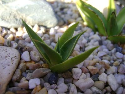 Agave utahensis; Agave applanata cv. Cream Spike
Agave victoria reginae
Agave sp.
Agave sp.
Agave sp.
Agave sp.
Agave utahensis
