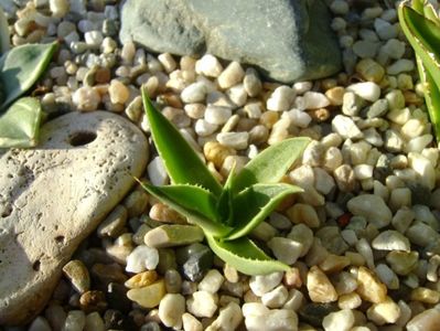 Agave utahensis; Agave applanata cv. Cream Spike
Agave victoria reginae
Agave sp.
Agave sp.
Agave sp.
Agave sp.
Agave utahensis
