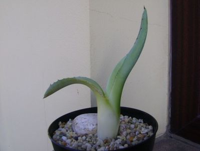 Agave americana; origine ins. Skiathos
