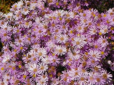 aster ericoides Esther