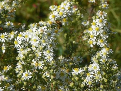 aster ericoides Schneetanne