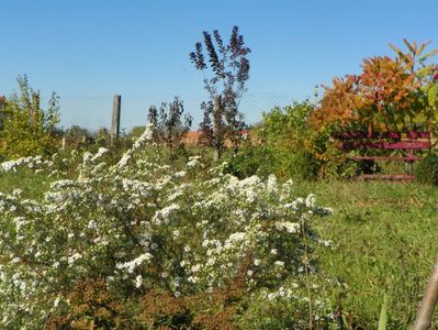 aster ericoides Schneetanne