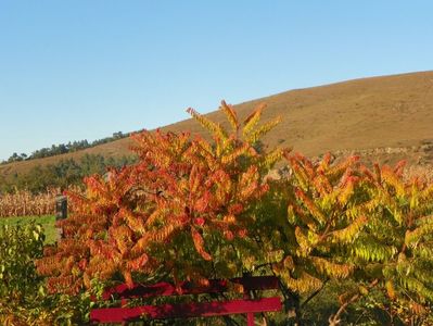 rhus typhina