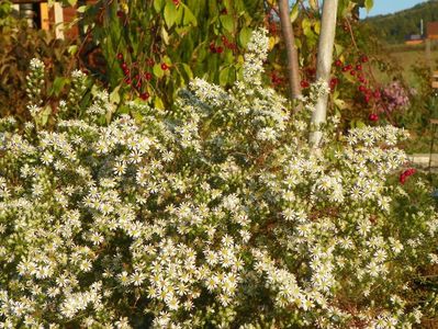 aster ericoides Schneetanne