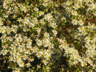 aster ericoides Schneetanne