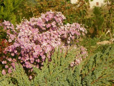 aster ericoides Esther