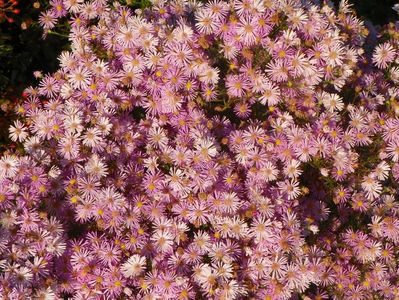 aster ericoides Esther