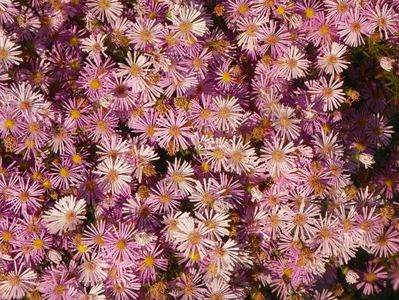 aster ericoides Esther