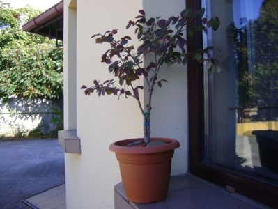 Loropetalum chinensis; replantat 7 oct. 2018
