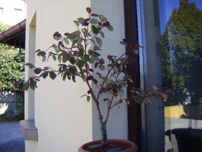 Loropetalum chinensis; replantat 7 oct. 2018
