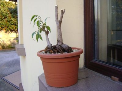 Ficus plangator (Weeping fig); replantat 9 oct. 2018
