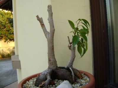 Ficus plangator (Weeping fig); replantat 9 oct. 2018
