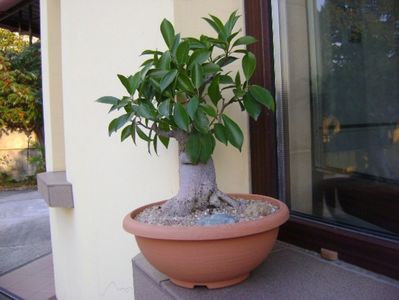 Ficus microcarpa cv. ginseng; replantat 8 oct. 2018
