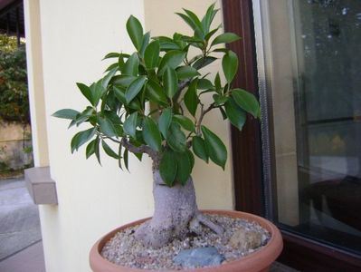 Ficus microcarpa cv. ginseng; replantat 8 oct. 2018
