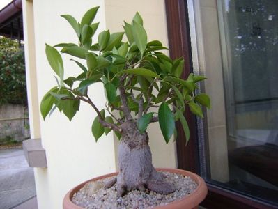 Ficus microcarpa cv. ginseng; 8 oct. 2018
