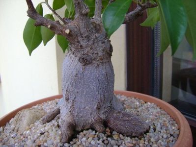 Ficus microcarpa cv. ginseng; replantat 8 oct. 2018
