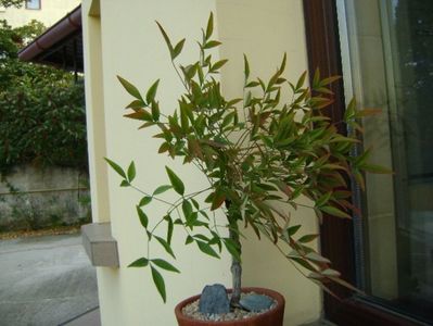 Nandina domestica nana; replantata 8 oct. 2018
