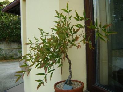 Nandina domestica nana; replantata 8 oct. 2018
