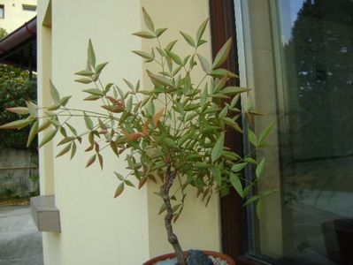 Nandina domestica nana; replantata 8 oct. 2018
