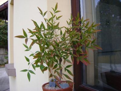 Nandina domestica nana; replantata 8 oct. 2018
