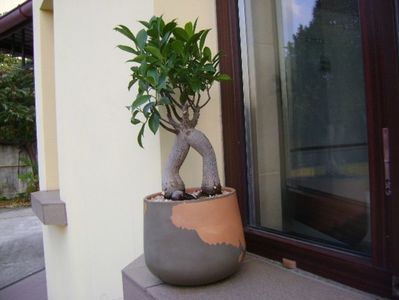 Ficus microcarpa cv. ginseng; replantat 9 oct. 2018
