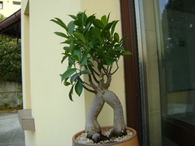 Ficus microcarpa cv. ginseng; 9 oct. 2018
