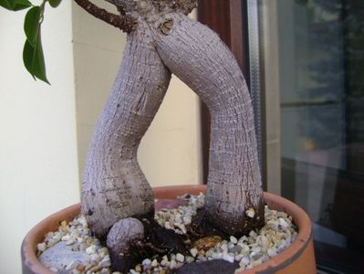 Ficus microcarpa cv. ginseng; replantat 9 oct 2018
