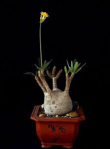 Pachypodium gracilius