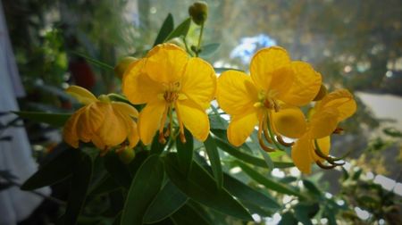 Senna(cassia)