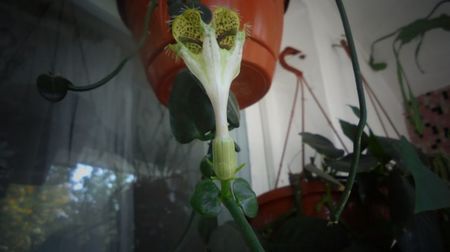 Ceropegia sandersonii,cu multumiri!