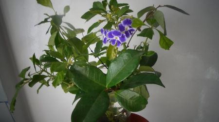 Duranta,lastar in apa