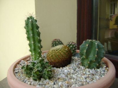 Grup de 5 cactusi; Echinocereus carmenensis = E. viridiflorus ssp. correllii
E.stramineus (Strawberry Cactus sau Pitaya)
E. subinermis
Echinocereus fitchii
Puna subterranea f. incahuasi (Maihueniops subterranea)
