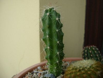 Echinocereus stramineus (Strawberry Cactus sau Pitaya)