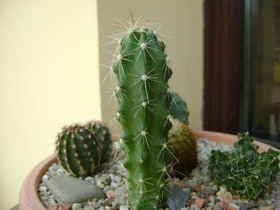 Echinocereus stramineus (Strawberry Cactus sau Pitaya)