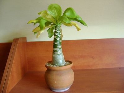 Brighamia insignis, boboci