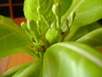 Brighamia insignis