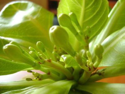 Brighamia insignis