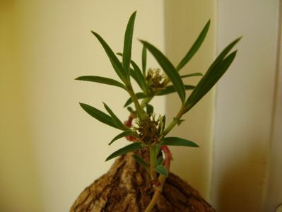 Euphorbia trichadenia